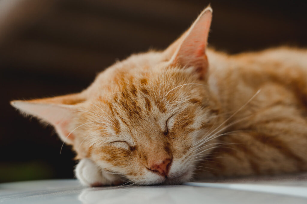 Indian Elopement Wedding in Holbox Island Mexico by Jhankarlo Photography